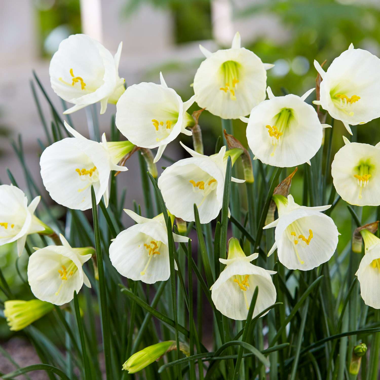 Narcissus 'White Petticoat'